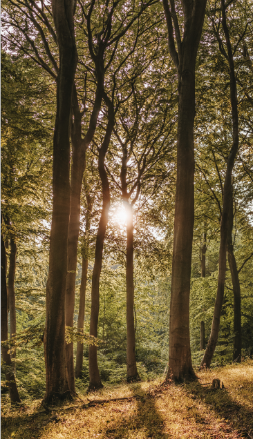 Fundacja Sadzimy Lasy - social media i blog